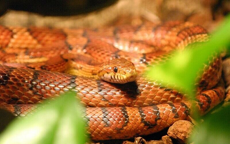 Imagem do Cornsnake